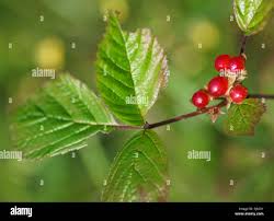 Attēlu rezultāti vaicājumam “Rubus saxatilis fruit”