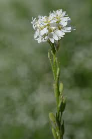 Attēlu rezultāti vaicājumam “Berteroa incana”