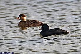 Attēlu rezultāti vaicājumam “Melanitta nigra male”