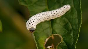 Attēlu rezultāti vaicājumam “Shargacucullia scrophulariae”