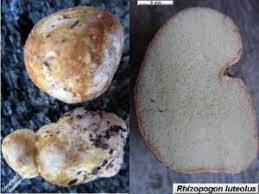Attēlu rezultāti vaicājumam “Rhizopogon luteolus”