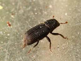 Attēlu rezultāti vaicājumam “Hylastes sp.”