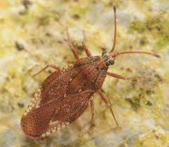 Attēlu rezultāti vaicājumam “Physatocheila smreczynskii”