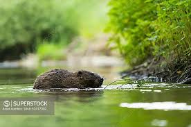 Attēlu rezultāti vaicājumam “Castor fiber”
