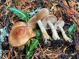 Attēlu rezultāti vaicājumam “Stemonaria irregularis”