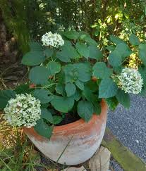 Attēlu rezultāti vaicājumam “Hydrangea arborescens flower”