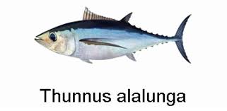 Image result for Thunnus alalunga