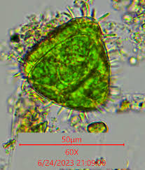 Attēlu rezultāti vaicājumam “Physarum sulphureum stalked”