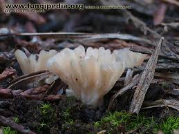 Attēlu rezultāti vaicājumam “Tremellodendropsis tuberosa”