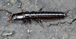 Attēlu rezultāti vaicājumam “Carabus nemoralis”