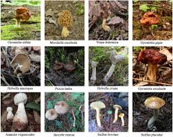 Attēlu rezultāti vaicājumam “Fuligo gyrosa macro”