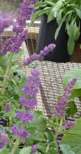 Attēlu rezultāti vaicājumam “Salvia verticillata”