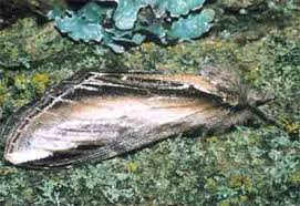 Attēlu rezultāti vaicājumam “Pheosia tremula”