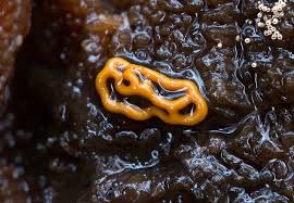 Attēlu rezultāti vaicājumam “Hemitrichia serpula macro”