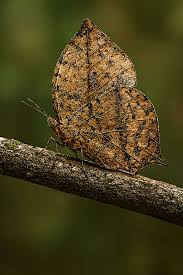 Attēlu rezultāti vaicājumam “Tholera decimalis male”