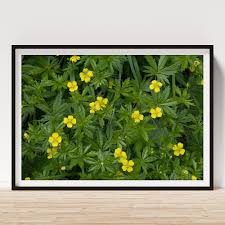 Attēlu rezultāti vaicājumam “Potentilla erecta flower”