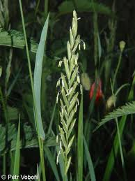 Attēlu rezultāti vaicājumam “Elytrigia repens subsp. arenosa”