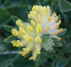 Attēlu rezultāti vaicājumam “Anthyllis vulneraria”