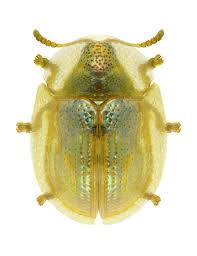 Attēlu rezultāti vaicājumam “Cassida”