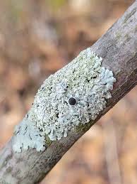 Attēlu rezultāti vaicājumam “Trichia longipalpis spores”