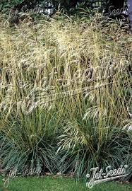 Attēlu rezultāti vaicājumam “Deschampsia cespitosa”