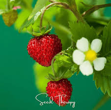 Image result for Fragaria vesca