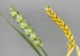 Attēlu rezultāti vaicājumam “Triticum aestivum”