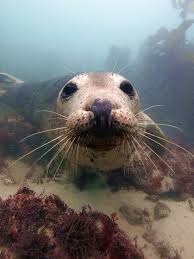 Image result for Wyndley Seals Snorkelling Club