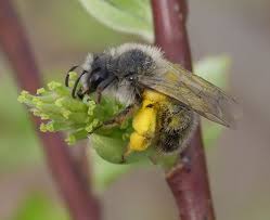 Attēlu rezultāti vaicājumam “Andrena”