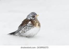 Image result for Turdus pilaris