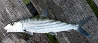 Image result for Albula vulpes