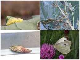 Attēlu rezultāti vaicājumam “Lycogala sphaeroconicum young”