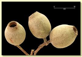 Attēlu rezultāti vaicājumam “Cribraria ferruginea”