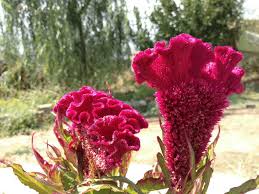 Attēlu rezultāti vaicājumam “Amaranthaceae”