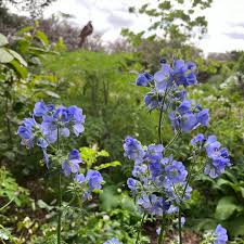Attēlu rezultāti vaicājumam “Polemonium caeruleum flower”