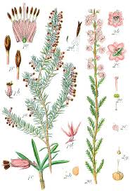 Attēlu rezultāti vaicājumam “Ericaceae”