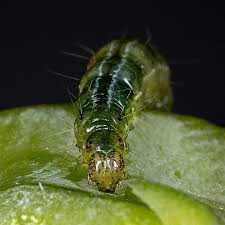 Attēlu rezultāti vaicājumam “Mamestra brassicae larva”