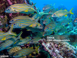 Image result for Haemulon flavolineatum