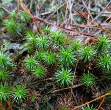 Attēlu rezultāti vaicājumam “Polytrichum commune sporophyte”