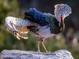 Image result for Chrysolophus amherstiae