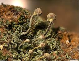 Attēlu rezultāti vaicājumam “Chaenotheca furfuracea”