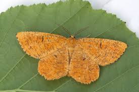 Attēlu rezultāti vaicājumam “Angerona prunaria”