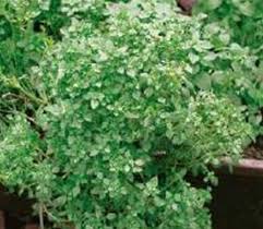 Image result for Basilikum