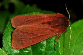 Attēlu rezultāti vaicājumam “Phragmatobia fuliginosa imago”