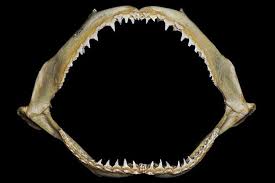 Image result for Carcharhinus brevipinna