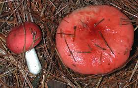 Attēlu rezultāti vaicājumam “Russulales”