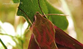 Attēlu rezultāti vaicājumam “Deilephila elpenor imago”