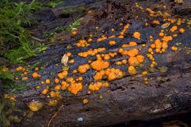 Attēlu rezultāti vaicājumam “Dacrymyces stillatus”