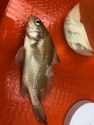 Image result for Aplodinotus grunniens