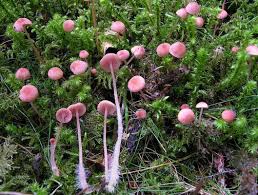 Attēlu rezultāti vaicājumam “Mycena rosella”